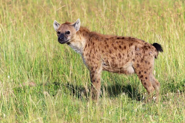 Joven avistado hiena en el masai mara parque nacional kenya — Foto de Stock