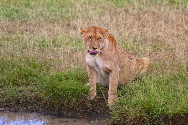 Lejoninna dricka på masai mara national park kenya — Stockfoto