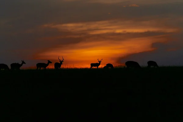 Apus de soare minunat la parcul național Masai Mara Kenya africa — Fotografie, imagine de stoc