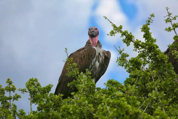 Belo abutre-de-cara-de-lappet no parque nacional masai mara — Fotografia de Stock