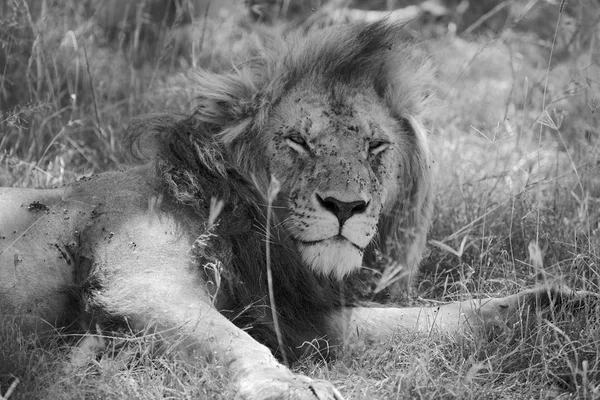 Portrét lva spočívající v masai mara národní park Keni Afrika — Stock fotografie