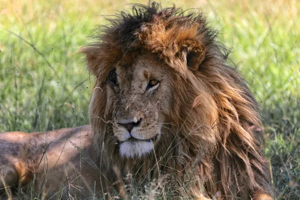 Retrato de un león llamado Scarface en el parque nacional Masai mara Kenya —  Fotos de Stock