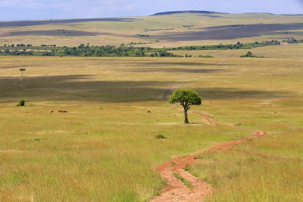 Sendero en el parque nacional Masai mara Kenya África —  Fotos de Stock