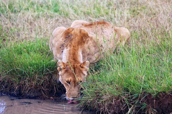 Leona bebiendo en el parque nacional Masai Mara — Foto de Stock