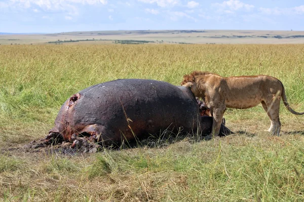 Лев їсть хіппо в національному парку Масаї Мара — стокове фото