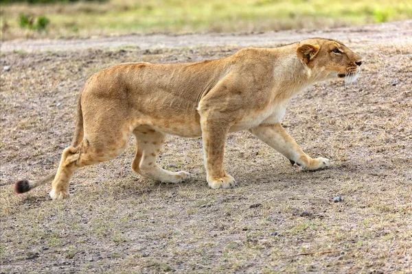 Полювання левиці в національному парку Масаї Маро Кенія Африка — стокове фото