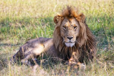 Harika bir aslan masai mara Ulusal parkta portresi 
