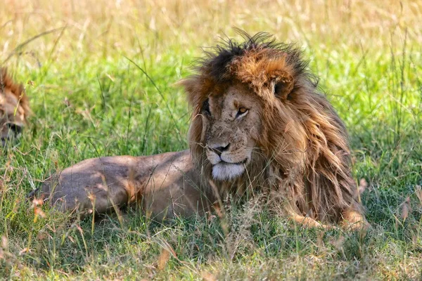 Portrait of a the lion named scarface at the masai mara national park — Stock Photo, Image