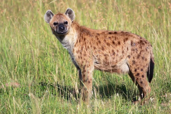 Joven avistado hiena en el masai mara parque nacional kenya africa — Foto de Stock