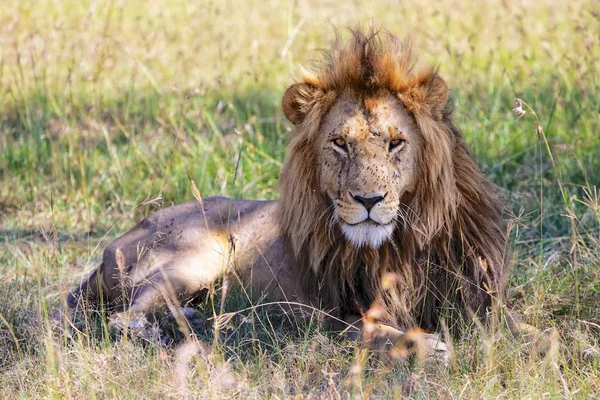 Retrato de un león maravilloso en el parque nacional Masai mara —  Fotos de Stock