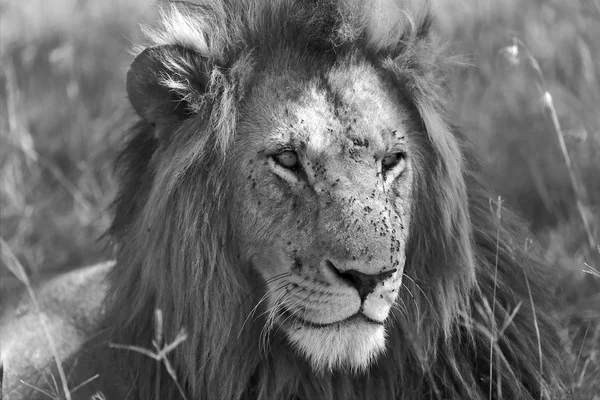 Portret van een Leeuw op de masai mara nationaal park Kenia-Afrika — Stockfoto