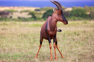 portrait of an hartebeest at the masai mara national park clipart