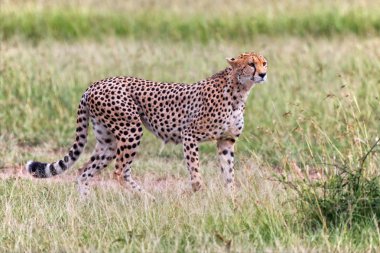 masai mara Ulusal parkta güzel çita av