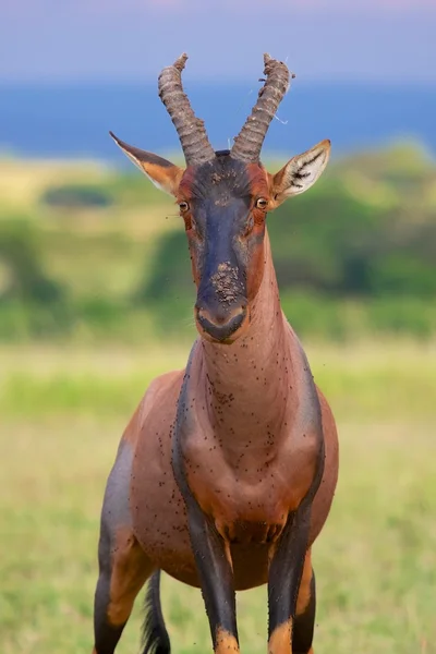 Retrato de um hartebeest no parque nacional masai mara kenya — Fotografia de Stock