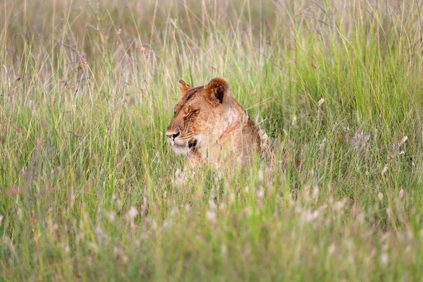 En lejoninna som vilar i tha gräs på masai mara nationalpark — Stockfoto