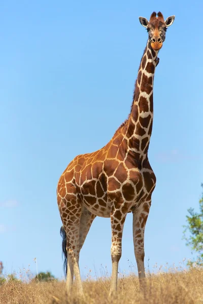 Beautilful maszáj girafe, egy samburu, Kenyában — Stock Fotó