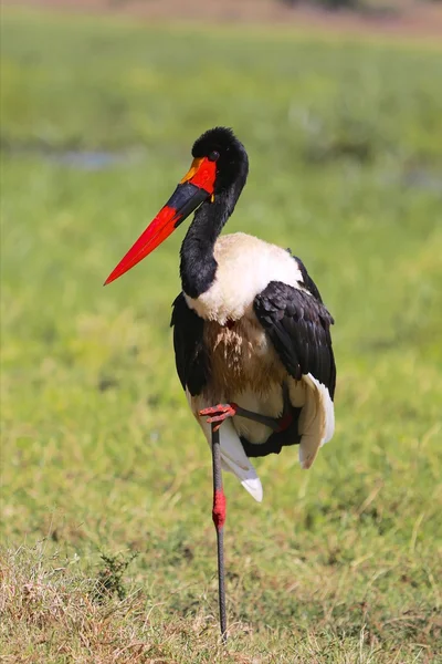 A saddle billed stork at masai mara national park kenya — Stock Photo, Image