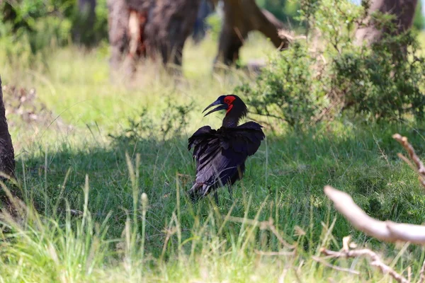 Grond neushoornvogel bij de masai mara national park Kenia — Stockfoto