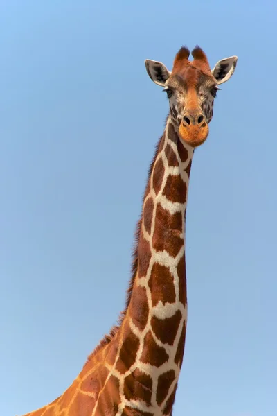 Retrato de una jirafa masai en un kenya samburu — Foto de Stock