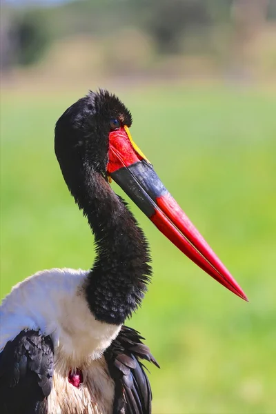 A saddle billed stork at masai mara national park kenya — Stock Photo, Image