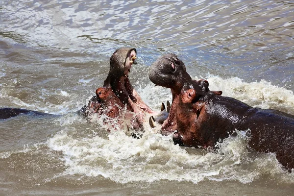 Hippo fighting at the masai mara national park kenya — Stock Photo, Image