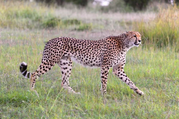 Bela jovem chita no masai mara parque nacional kenya — Fotografia de Stock