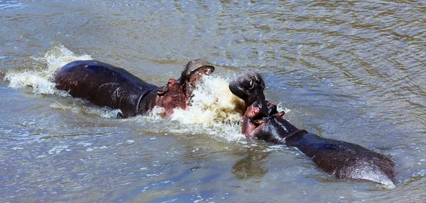 Hippo kämpar på masai mara — Stockfoto