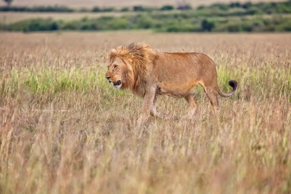 Nádherný Lev v buši na masai mara národní park Keňa — Stock fotografie