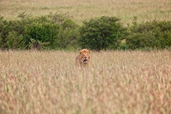 Vackra lion på masai mara national park kenya — Stockfoto