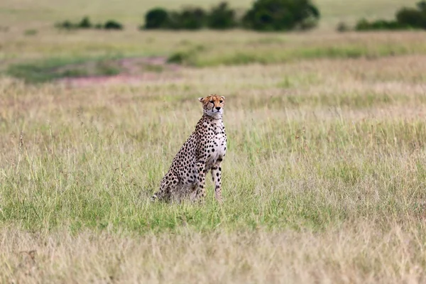 A cheetah in the bush at the masai mara national park kenya africa — Stock Photo, Image