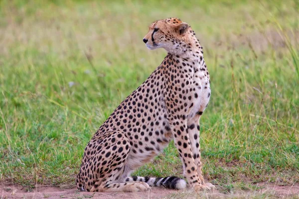 Un guepardo hermoso descansando en la mara masai — Foto de Stock