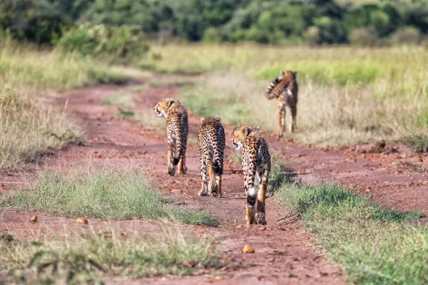 A cheetah family hunting at masai mara national park kenya — Stock Photo, Image