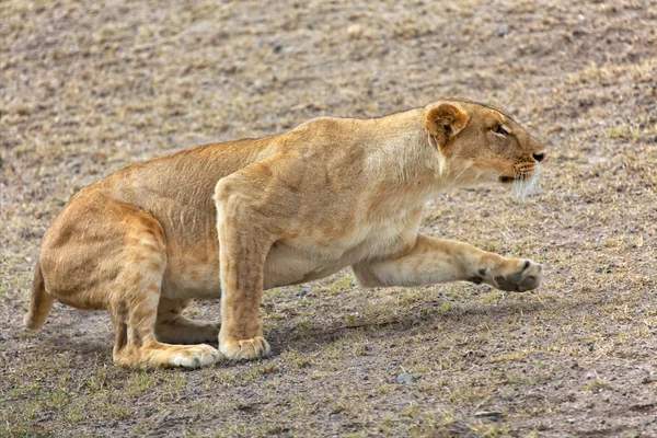 Una leona cazando en el Masai mara — Foto de Stock