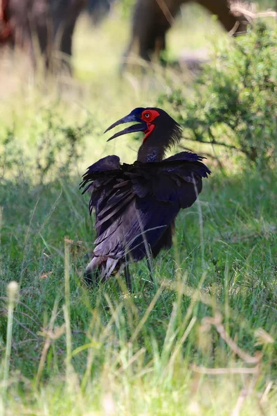 Erdhornvogel im Masai-Mara-Nationalpark — Stockfoto