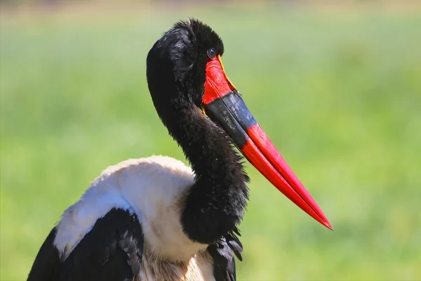 Zadel gefactureerd ooievaar op masai mara nationaal park Kenia — Stockfoto