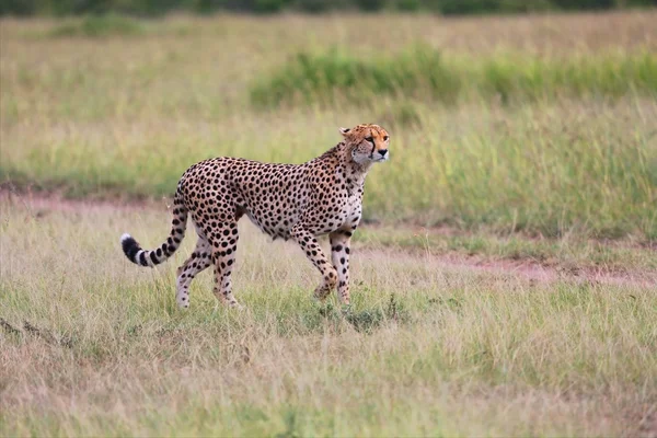 A cheetah hunting at the masai mara national park — Stock Photo, Image