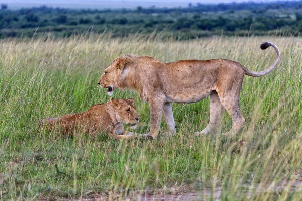 Leoni maschi e femmine nel parco nazionale di masai mara — Foto Stock