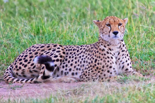 Krásné gepard spočívající v masai mara — Stock fotografie