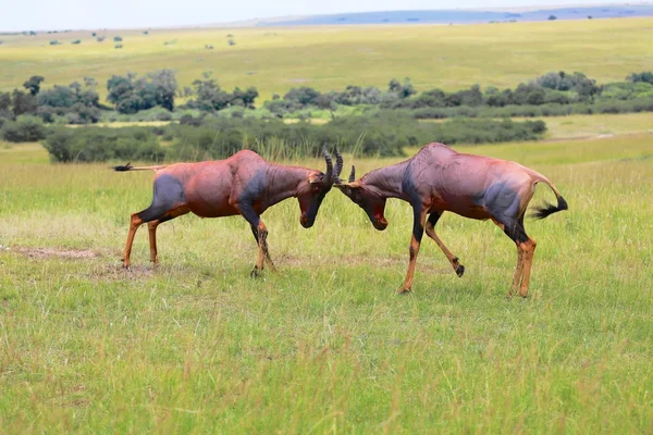 Dos hartebeests luchando en el parque nacional Masai Mara —  Fotos de Stock
