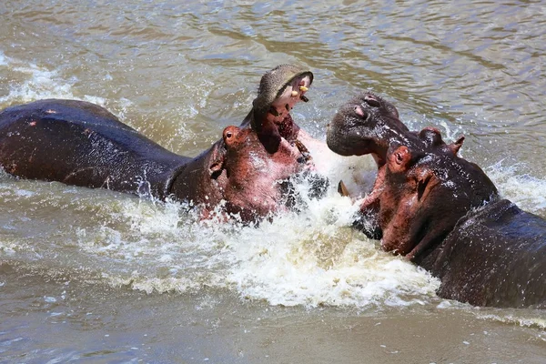 Hipopótamo lutando no masai mara — Fotografia de Stock