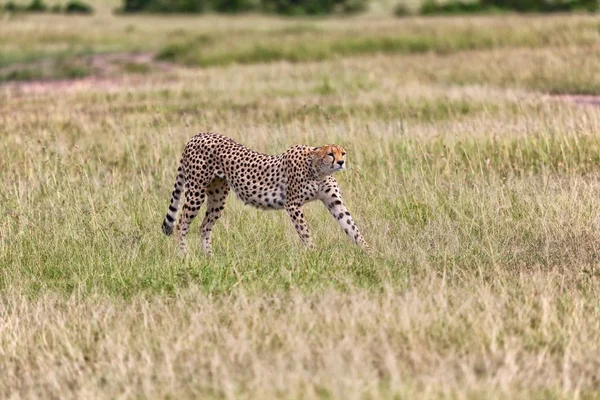 A cheetah in the bush at the masai mara national park kenya — Stock Photo, Image