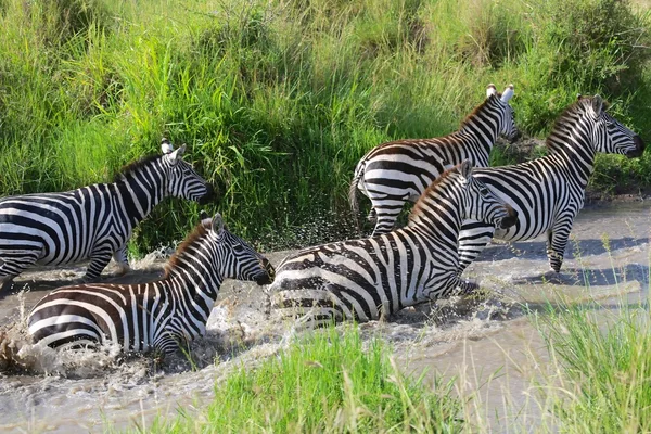 Zebras überqueren einen Fluss im Masai-Mara-Nationalpark — Stockfoto