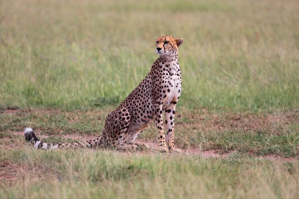 Een mooie cheetah in de masai mara nationaal park — Stockfoto