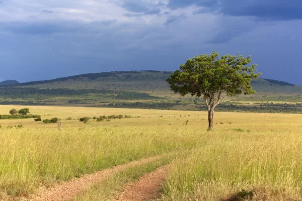 Paysage du parc national masai mara kenya — Photo