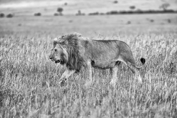 Bellissimo leone nel cespuglio al parco nazionale Masai Mara Kenya (bianco e nero ) — Foto Stock