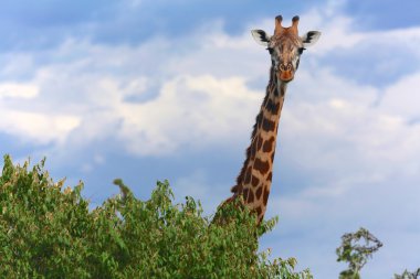 kenya zürafa masai mara Ulusal Parkı