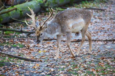 Bavyera geyik Milli Parkı Almanya orman