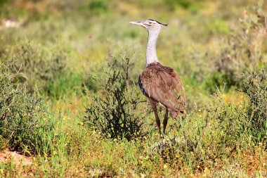 kori damla kgalagadi Sınırötesi national park Güney Afrika