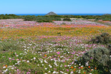 west coast national park Güney Afrika çiçekleri