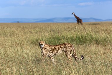 Masai mara Ulusal avcılık cheetah kenya park